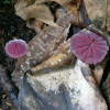 Marasmius Fungi