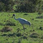 Brolga