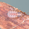 Bark bug - nymph