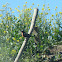 Loica, Long-tailed Meadowlark