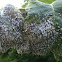Wooly elm aphid, wooly apple aphid