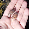 Marginella snail