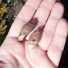 Marginella snail