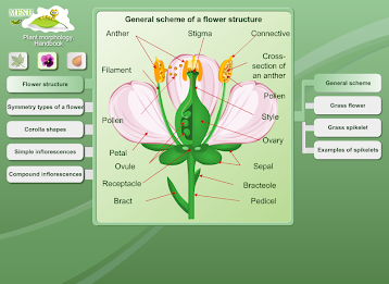 Biology - Plant Morphology poster 2