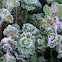 Henbit with frost