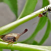 Membracid Treehopper and Ant