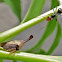 Membracid Treehopper and Ant