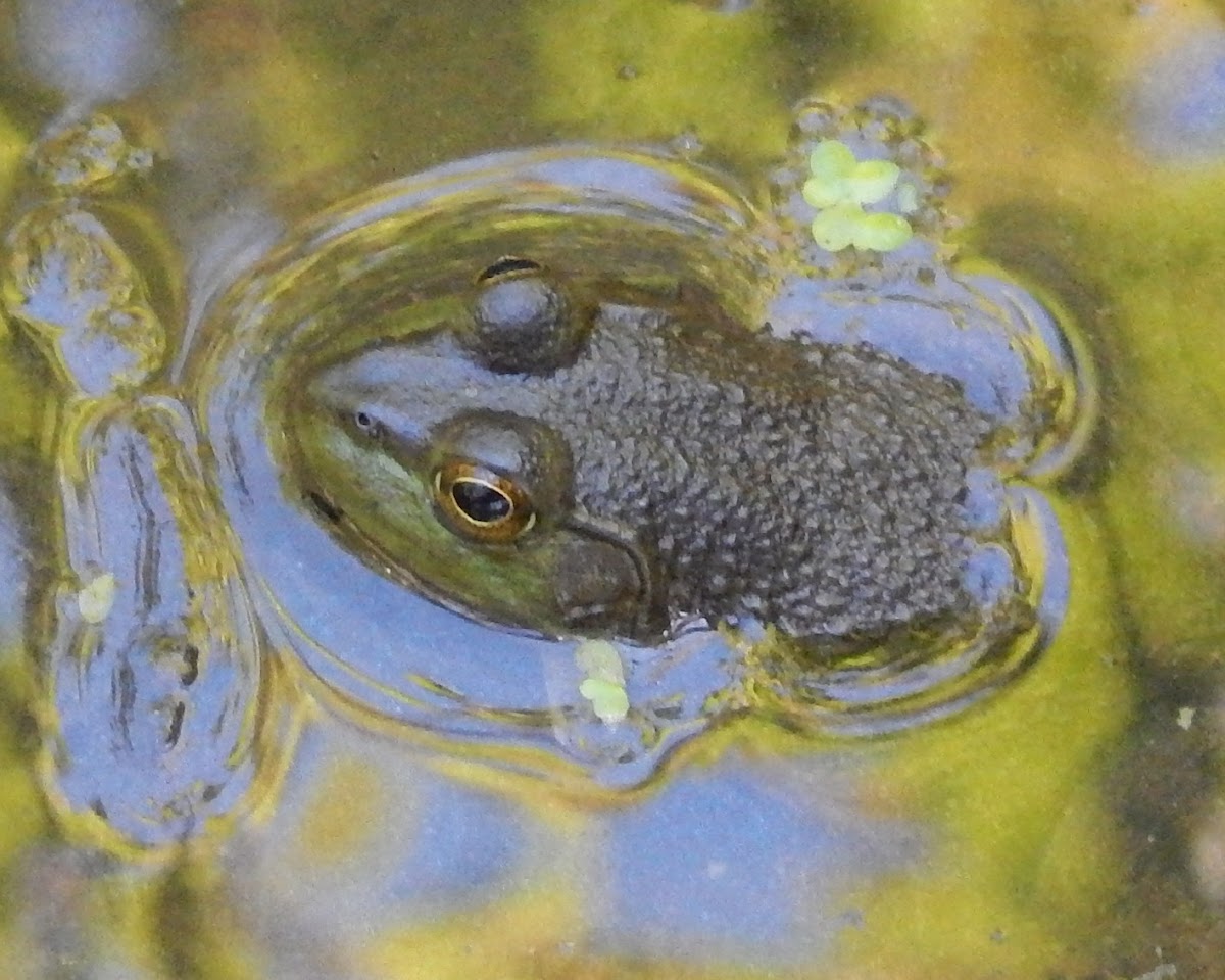 American Bullfrog