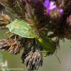 Green stink bug (mating)