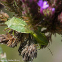 Green stink bug (mating)
