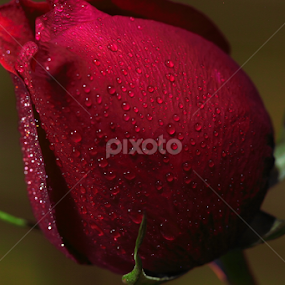 by Md Mamunur Rahman - Flowers Single Flower