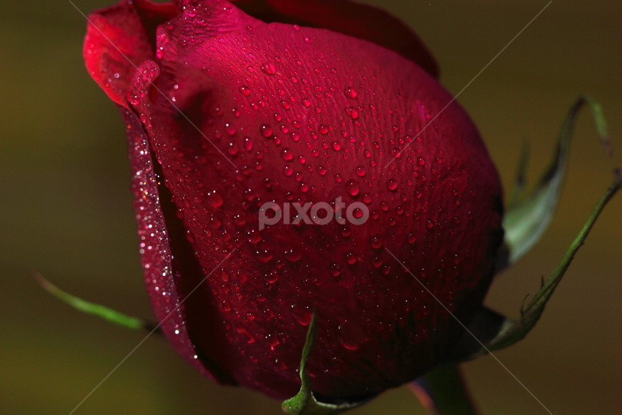 by Md Mamunur Rahman - Flowers Single Flower