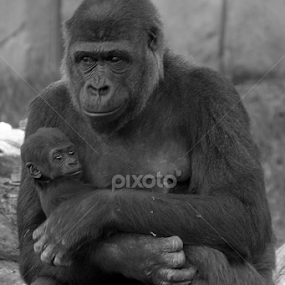 Mother and child by Cheryl Waring - Animals Other Mammals
