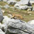 Himalayan Marmot