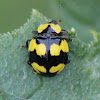 Fungus-eating Ladybird Beetle