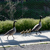 Canadian Geese Family of 5