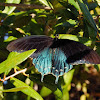 Pipevine Swallowtail