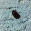 June bug
