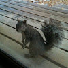 Grey Squirrel