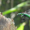 Parasitic Orchid bee