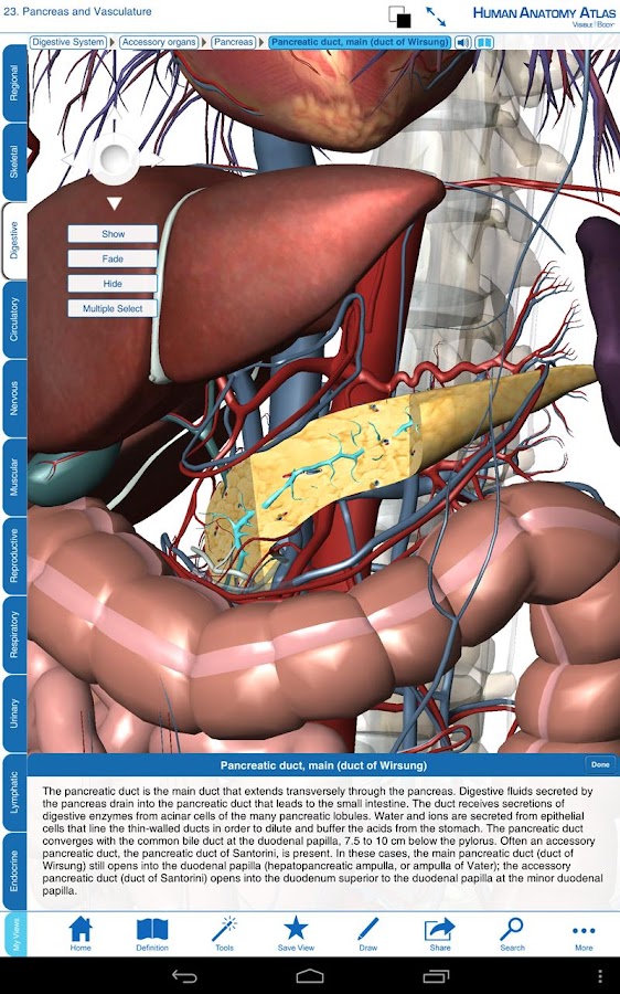 Human Anatomy Atlas - screenshot