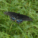 Eastern Black Swallowtail