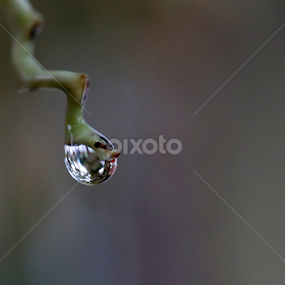Morning drop by Taufik Taspa - Nature Up Close Natural Waterdrops