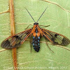 Orange Wasp Moth