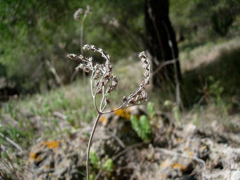 Cyperus rotundus (Juncia)