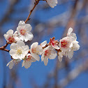 Almond Tree