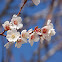 Almond Tree