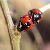 Seven-spotted Lady Beetle