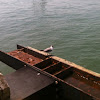 Bonaparte gull
