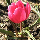 dwarf red tulip