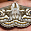 Southern Marbled Emperor