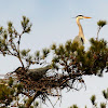 Great blue heron rookery