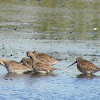 long billed dowitcher?