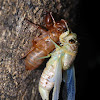 Cicada (molting)