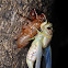 Cicada (molting)
