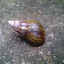 Giant African Land Snail