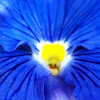 Blue and Yellow Pansy