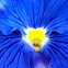 Blue and Yellow Pansy