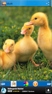 How to get Duck Wallpapers 6.2 mod apk for pc