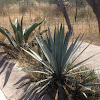 Century plant, maguey, Agave or American aloe