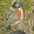 Green Heron