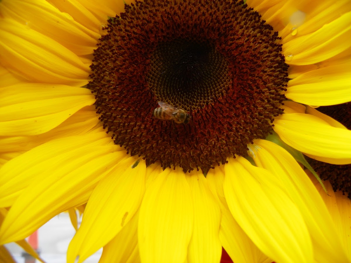 Honeybee and sunflower