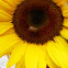 Honeybee and sunflower
