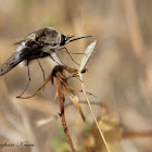 Bee Fly