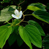 Dwarf White Bauhinia, White Orchid-tree