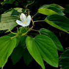 Dwarf White Bauhinia, White Orchid-tree
